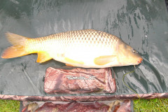 Giganten_2011_15