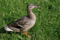 Jugendkoenigsfischen_2014_24