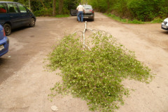 Maibaum_20120403_03