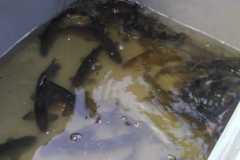 Schleie_01_20210413