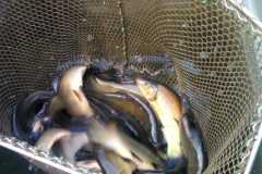 Schleie_02_20210413