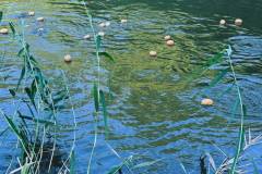 ASV_Sommerfest_202607_17