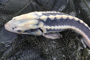 Stoerfischen 2016