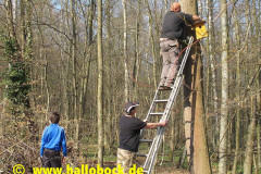 Vogelhaeuser_20120324_11