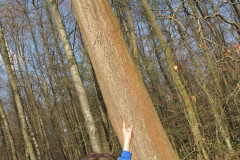 Vogelhaeuser_20120324_12