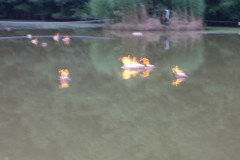 Weiher_in_Flammen_2011_11